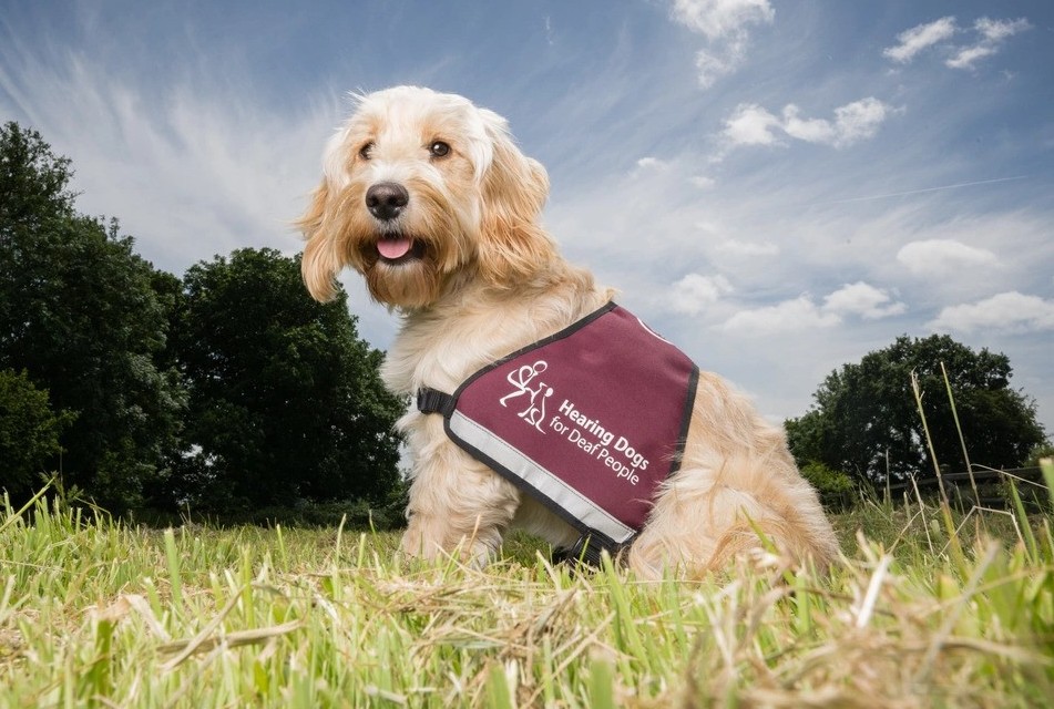 Hearing Dogs Girlings Hearing